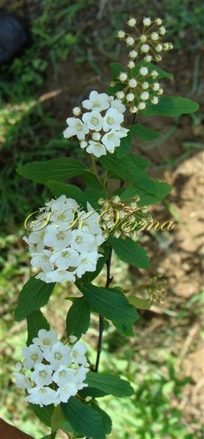  Inflorescences